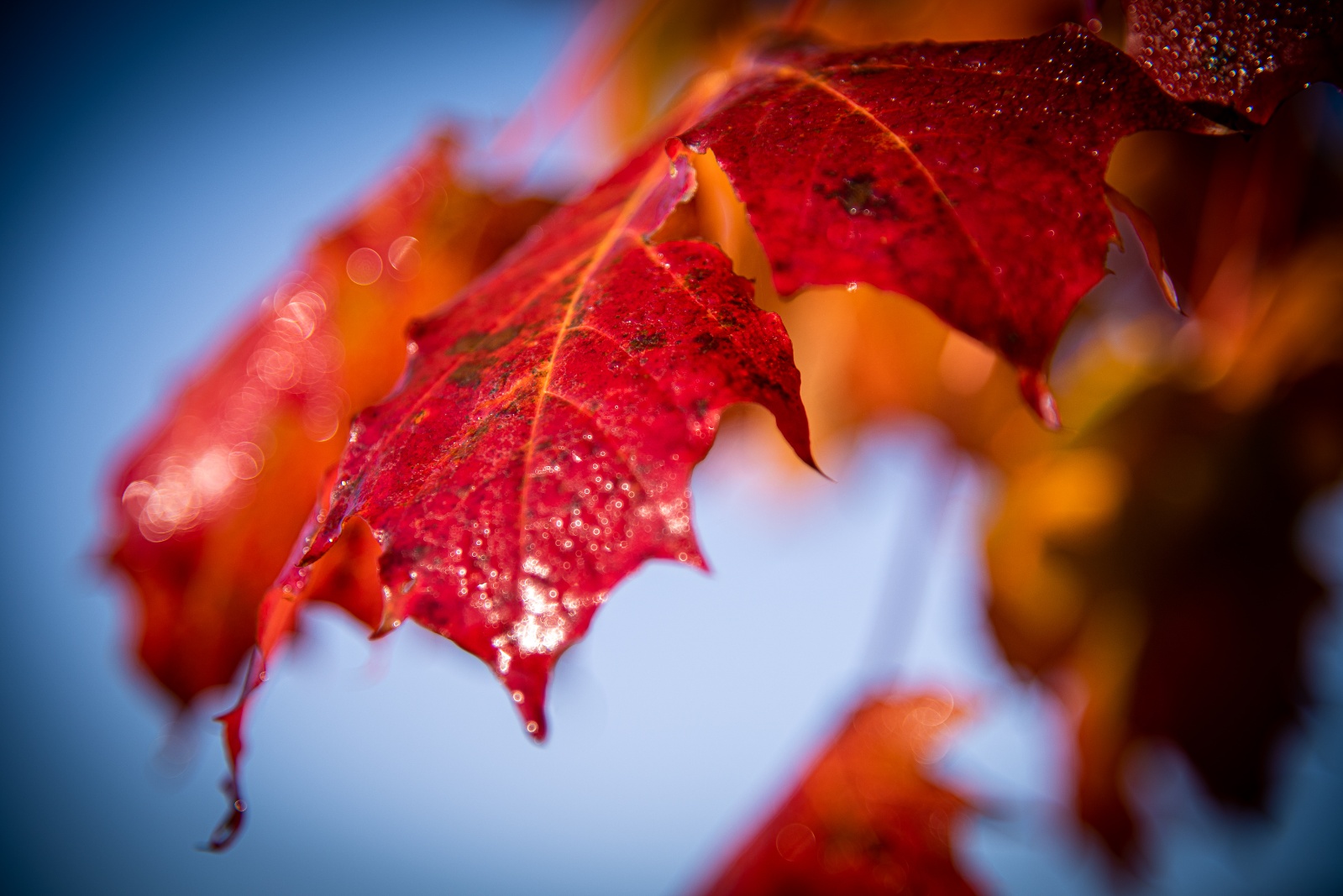 Platz 11 Roland Menigat